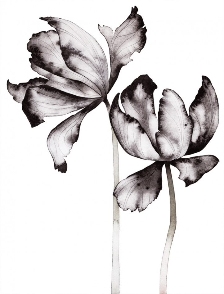 Tulip (Grafiskt blad) i gruppen Kunstgalleri / Temaer / Fine Art hos NOA Gallery (100042_1210)