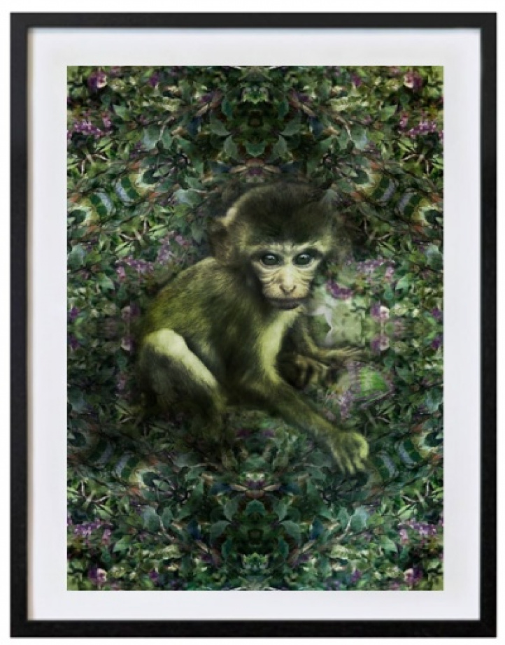 Little monkey in the green i gruppen Kunstgalleri / Foto / Fotokunst hos NOA Gallery (100069_7710)