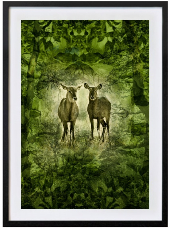 Deer in the green i gruppen Kunstgalleri / Foto / Fotokunst hos NOA Gallery (100069_7711)