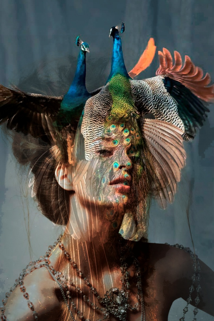 La Folie - Peacock i gruppen Kunstgalleri / Foto / Fotokunst hos NOA Gallery (100103_2016)