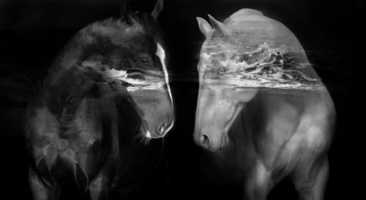 Black Horses (Grafiskt blad) i gruppen Kunstgalleri / Temaer / Landskapskunst hos NOA Gallery (100103_972)