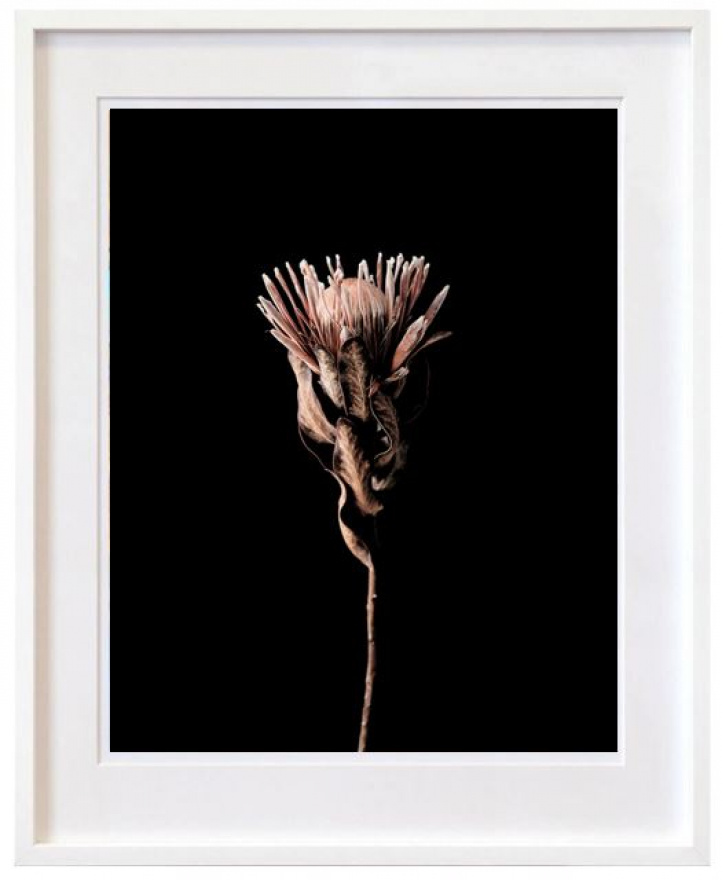 Protea flower i gruppen Alle kunstverk / Prints hos NOA Gallery (100167_1)
