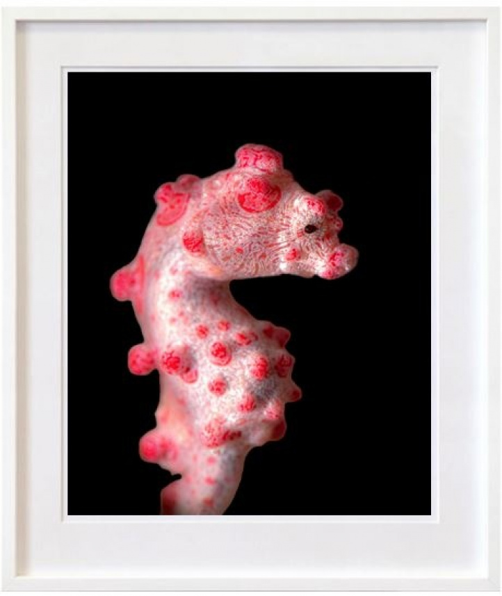 Pygmy Seahorse i gruppen Kunstgalleri / Foto / Fotokunst hos NOA Gallery (100186_2206)