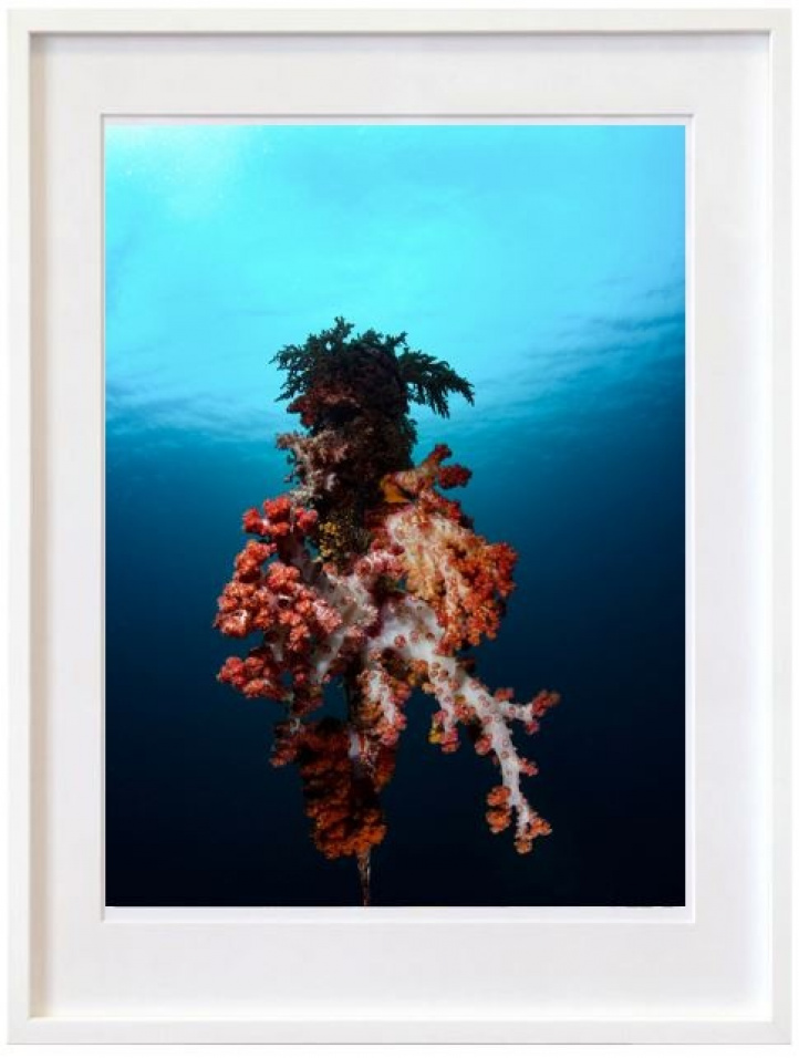 Soft Coral i gruppen Kunstgalleri / Foto / Fotokunst hos NOA Gallery (100186_2212)